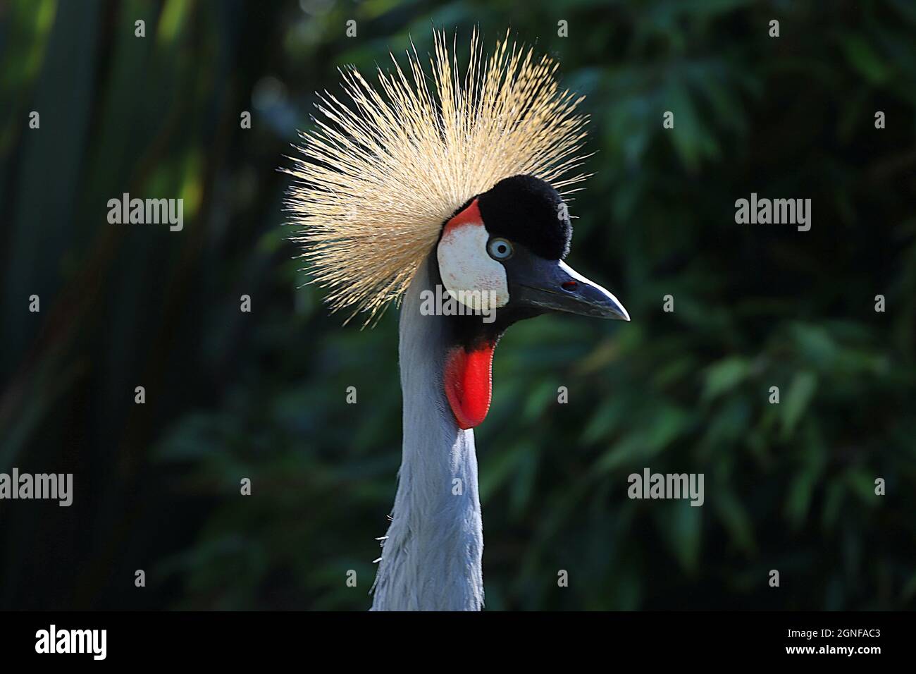 African Crowned Crane Stock Photo