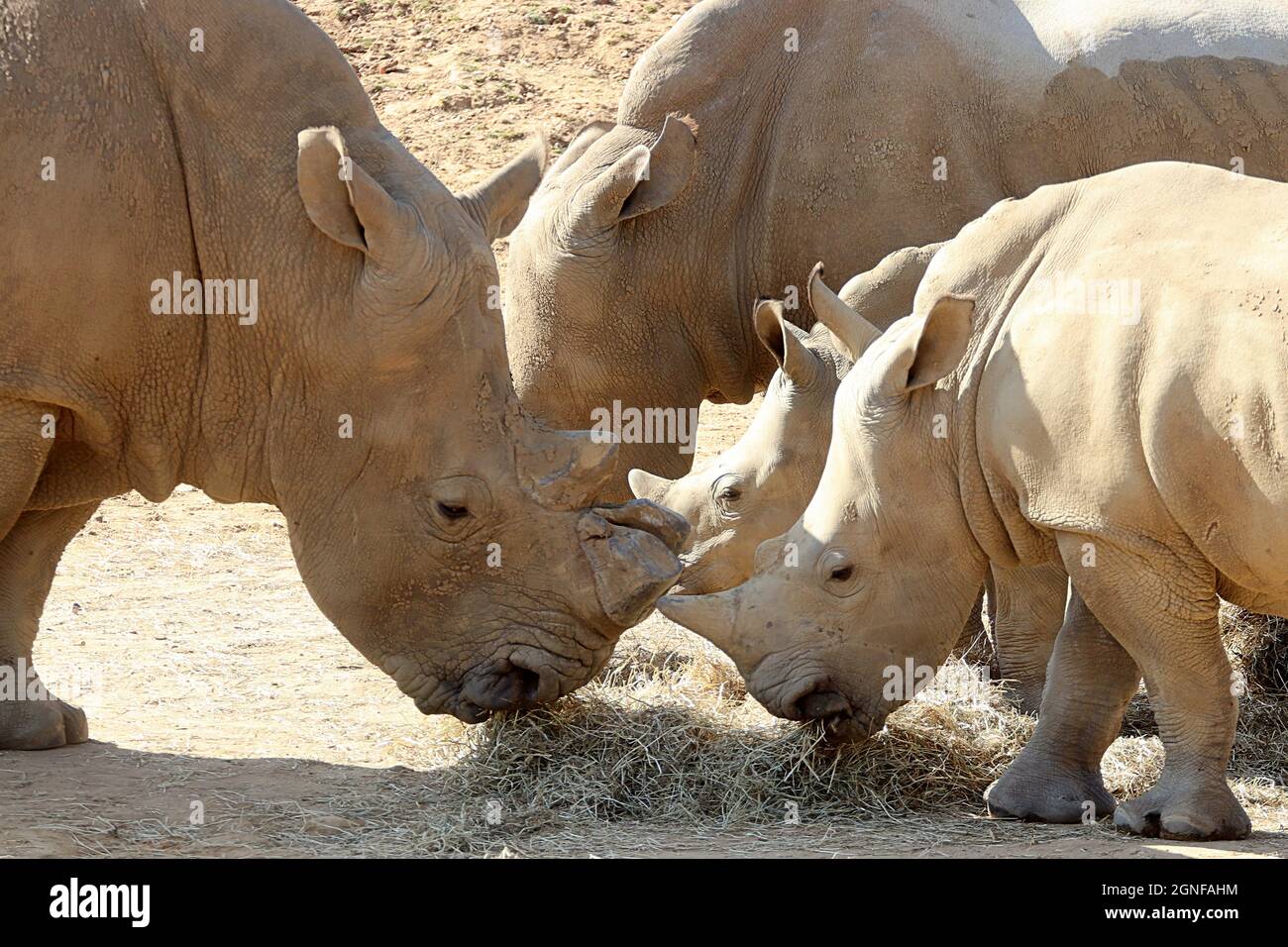 3 rhinos at Colchester Zoo, UK Stock Photo