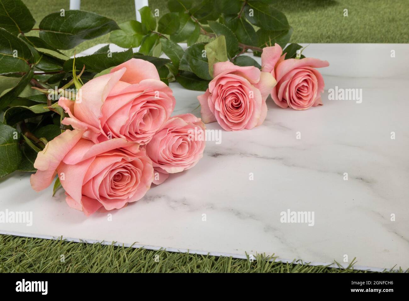 pink roses lying on a white background, beauty of nature in studio, detail of the petals and leaves, style Stock Photo