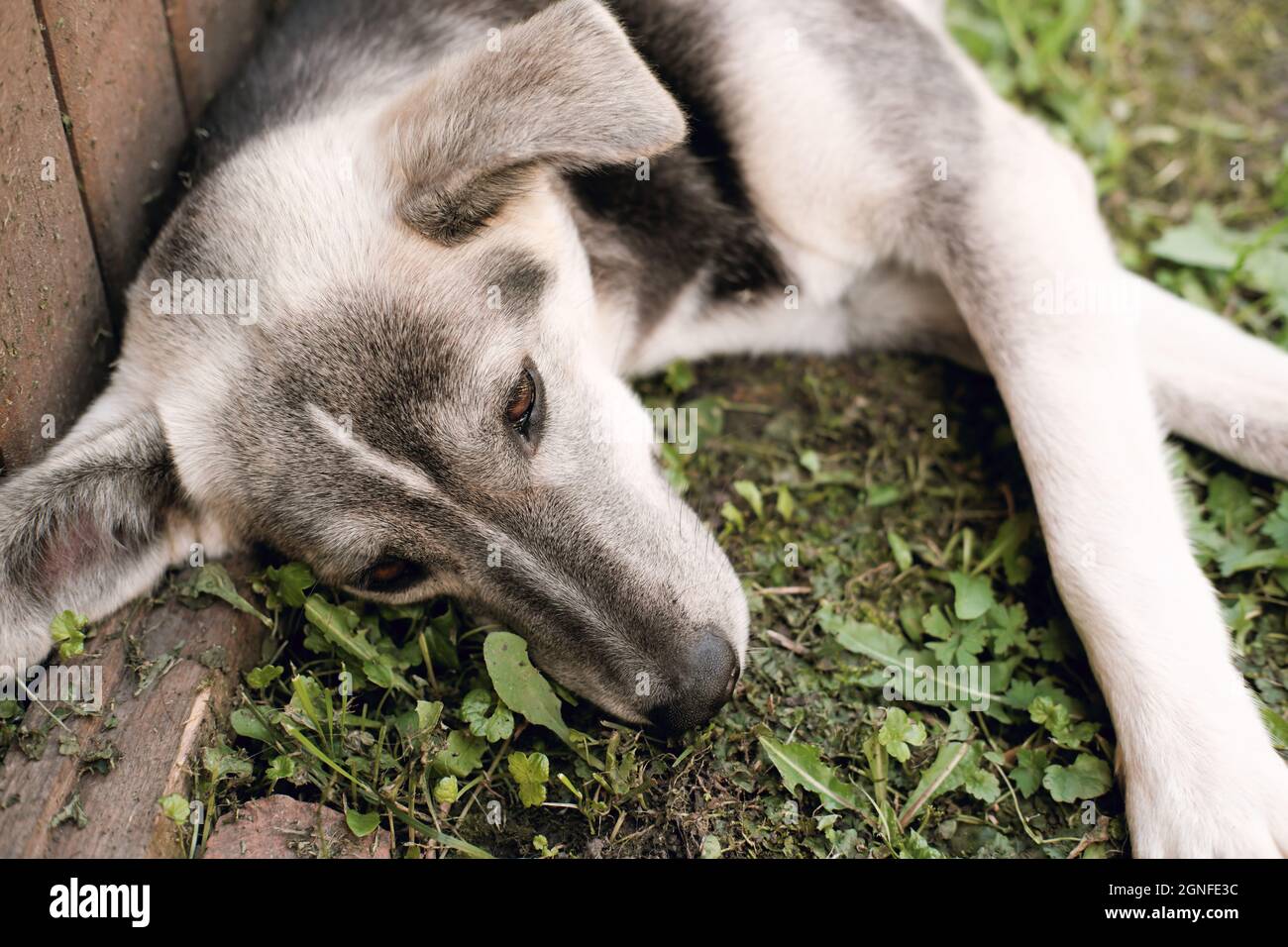 tired mix breed dog lying on a grass in a backyard and resting with eyes half closed. cute grey and white dog , domestic animals concept Stock Photo - Alamy tired mix breed dog lying on a grass in a backyard and resting with eyes half closed. cute grey and white dog , domestic animals concept Stock Photo - Alamy