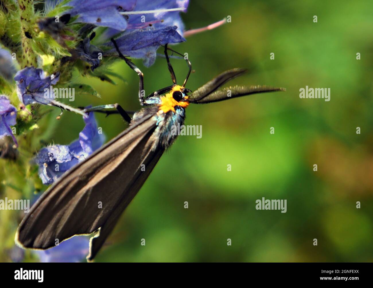 Close-up of a virgina ctenucha tiger moth collecting nectar from the purple flowers on a viper's bugloss plant growing in a meadow. Stock Photo