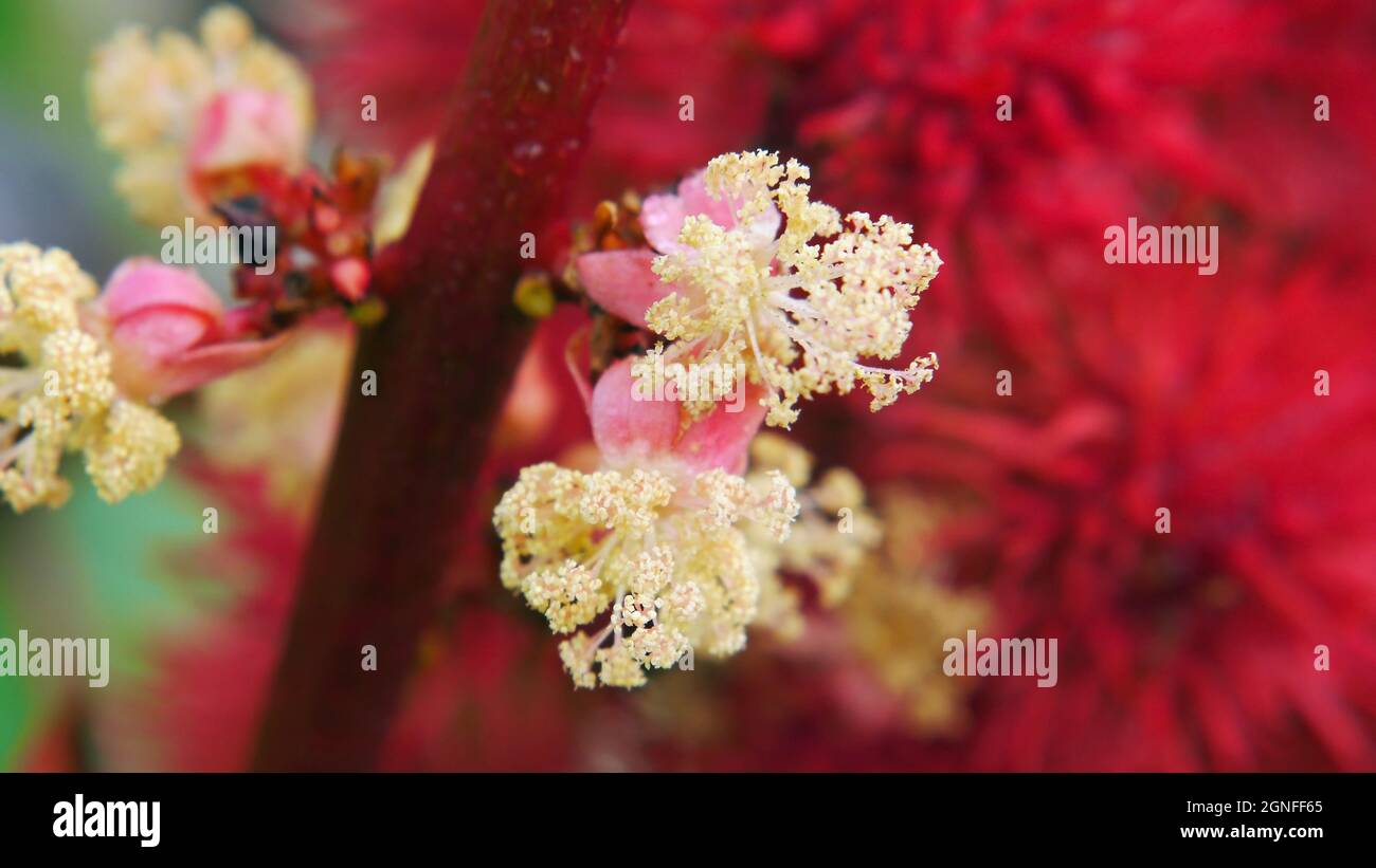 Close-up of the pollen stamen on a castor bean plant Stock Photo