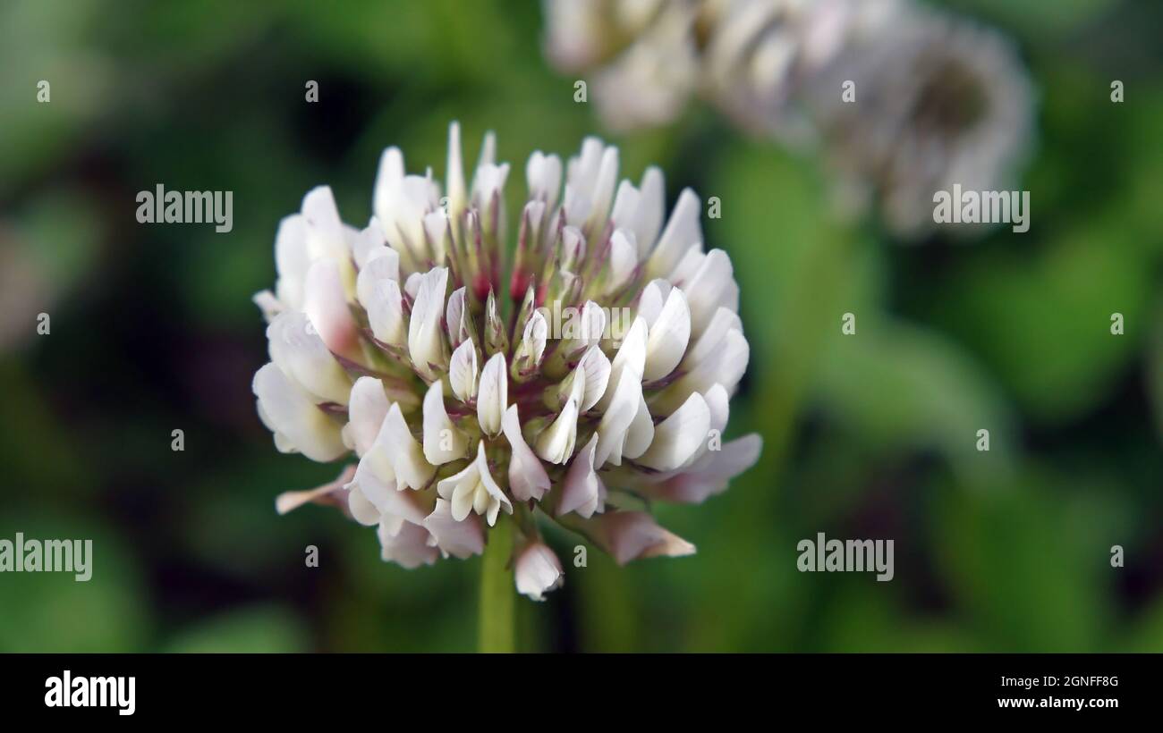 Close-up of the white flower on a clover plant growing in a field. Stock Photo