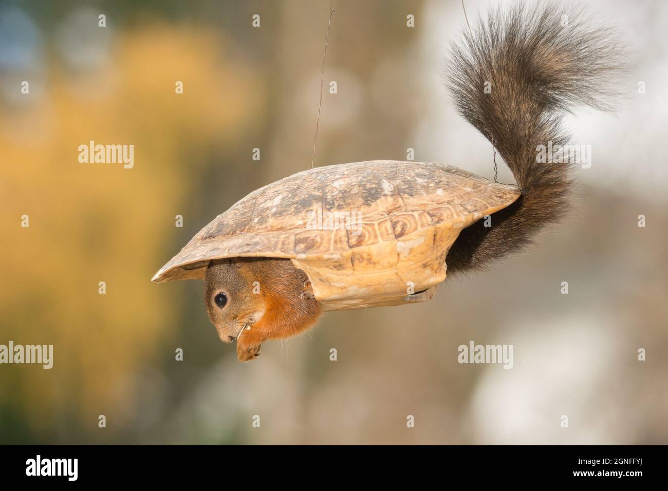 red squirrel sitting in a turtle shell Stock Photo Alamy