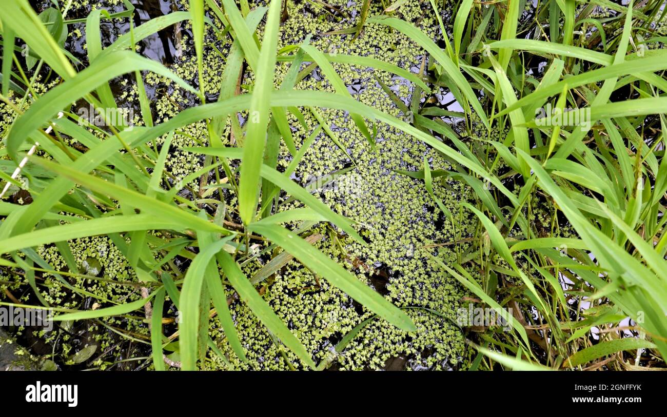 Close-up of the vegetation growing in the water on the edge of a marsh. Stock Photo