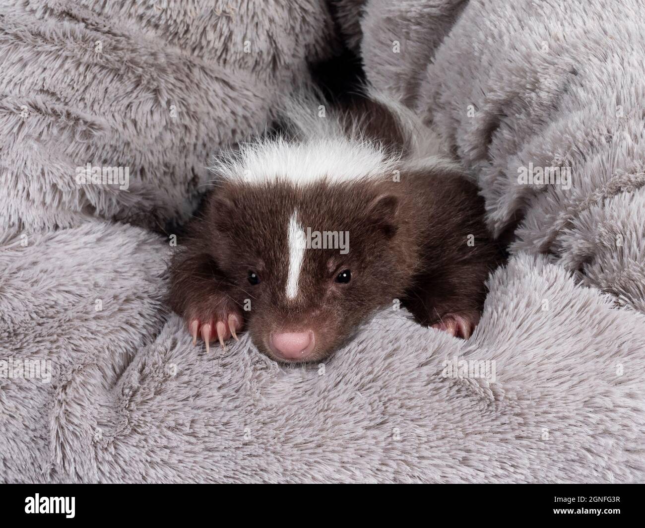 Full frame shot of cute brown with white striped baby skunk, peeping out of a grey fluffy basket Looking towards camera. Isolated on a white backgroun Stock Photo