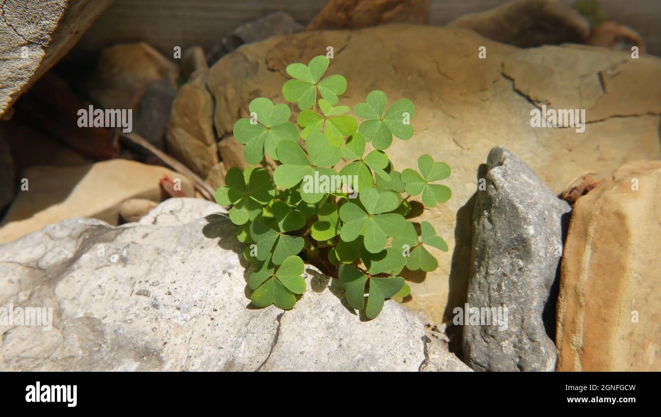 Clover plant hires stock photography and images Alamy