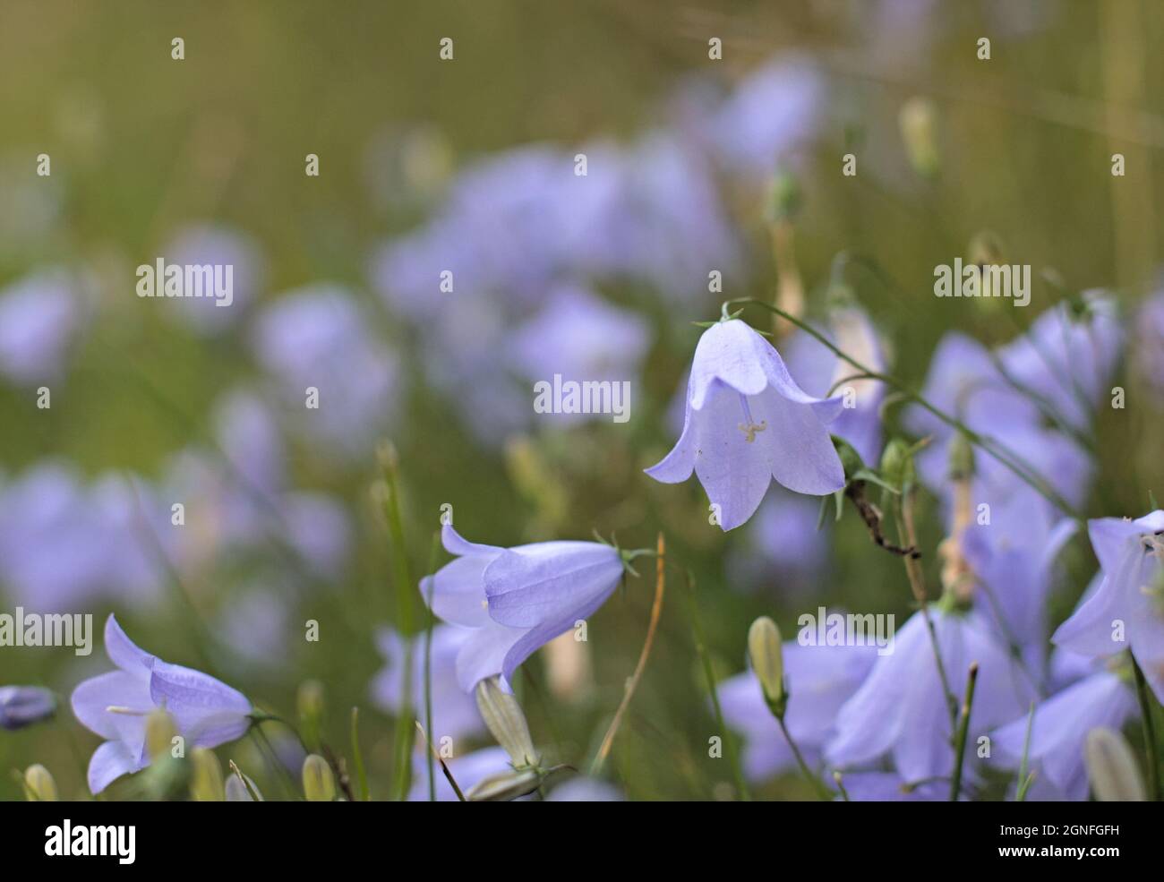 Harebells nr Hill Top House Top Mere Road Wharfedale Craven Yorkshire Dales NP Stock Photo