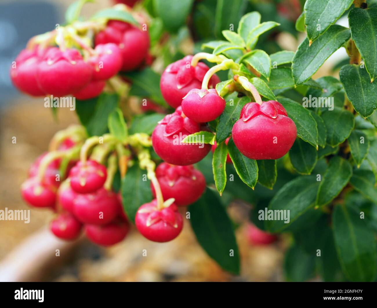 Red berries and green leaves of Gaultheria John Saxton Stock Photo