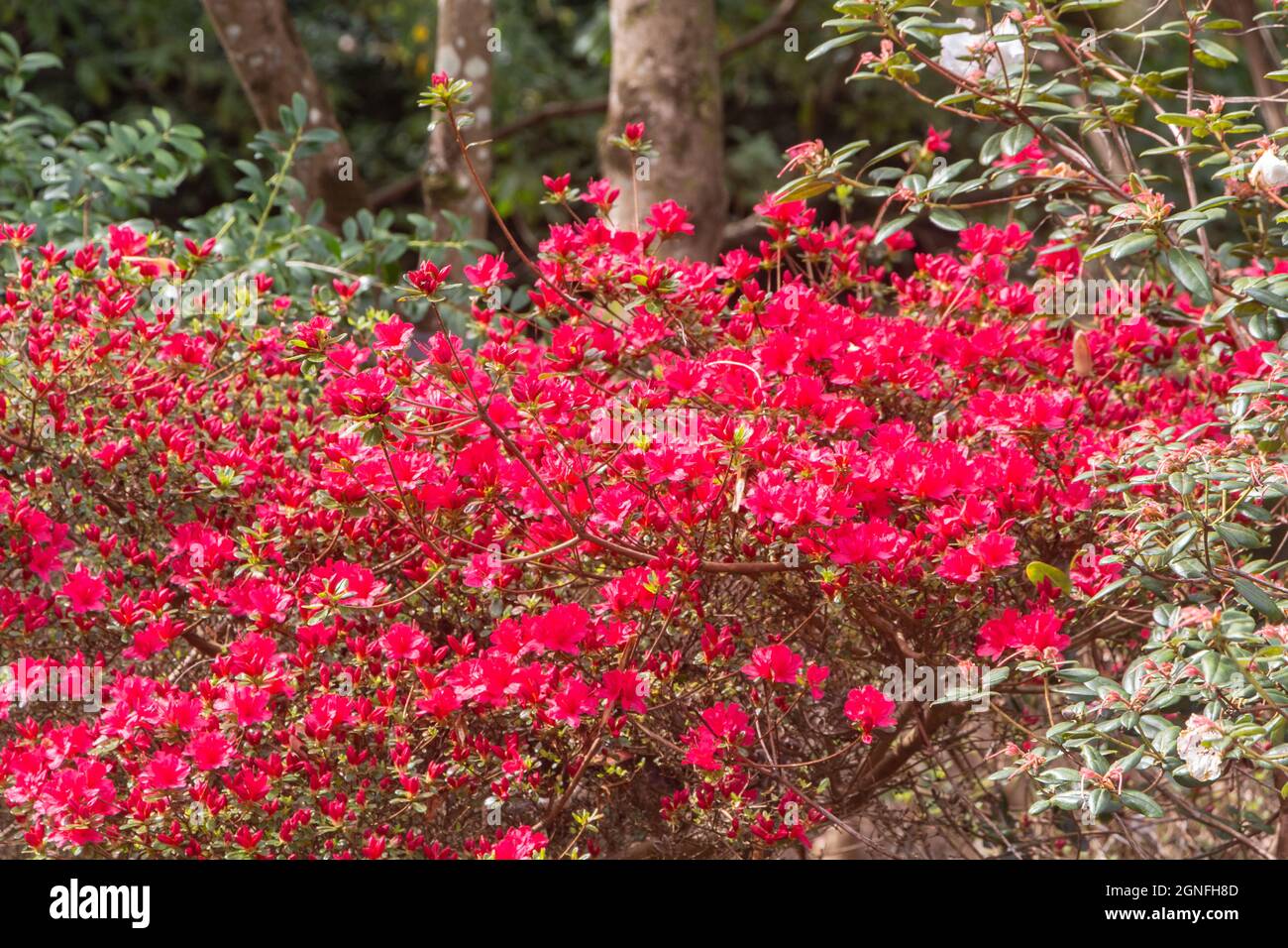 Pink flowers of azalea in a garden during spring Stock Photo - Alamy