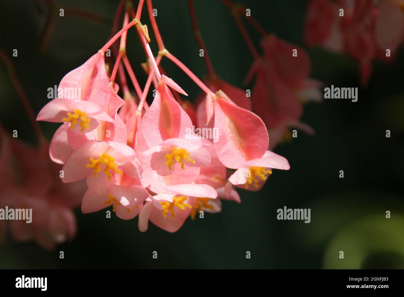 Beautiful pink Begonia Fuchsioides (Fuchsia Begonia) flowers in the garden Stock Photo