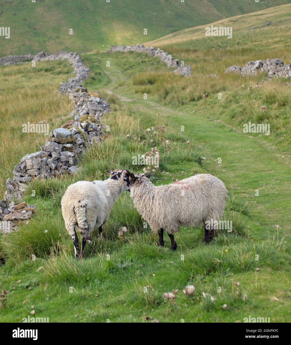 sheep on Starbotton Cam Road nr Sandy Gate Wharfedale Craven Yorkshire Dales NP Stock Photo