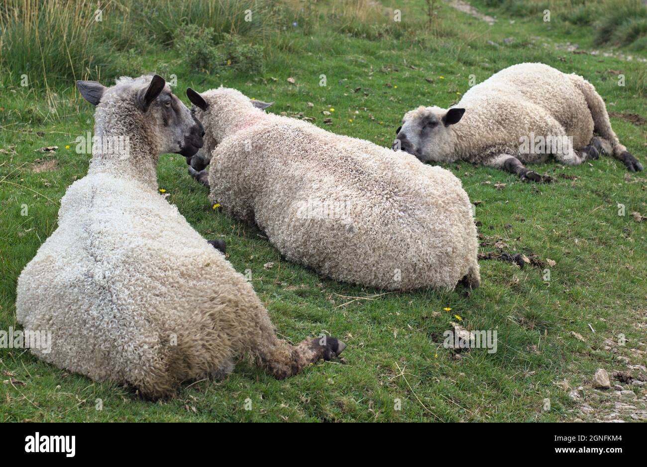 rams besides Starbotton Cam Road near Starbotton Cam Pasture Wharfedale Craven Yorkshire Dales NP Stock Photo