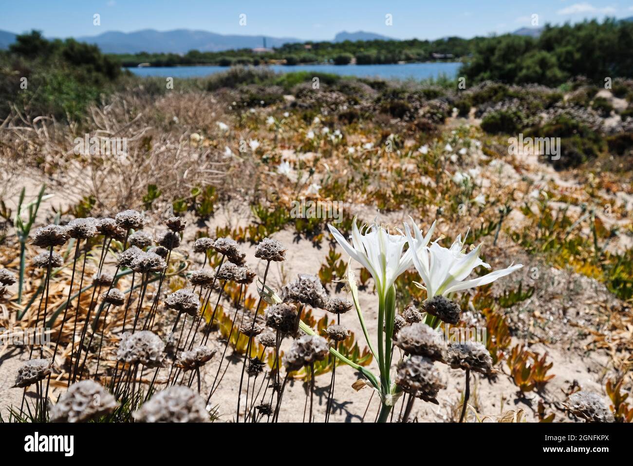 Flora on the sand dune near the Coghinas lake in Sardinia Stock Photo