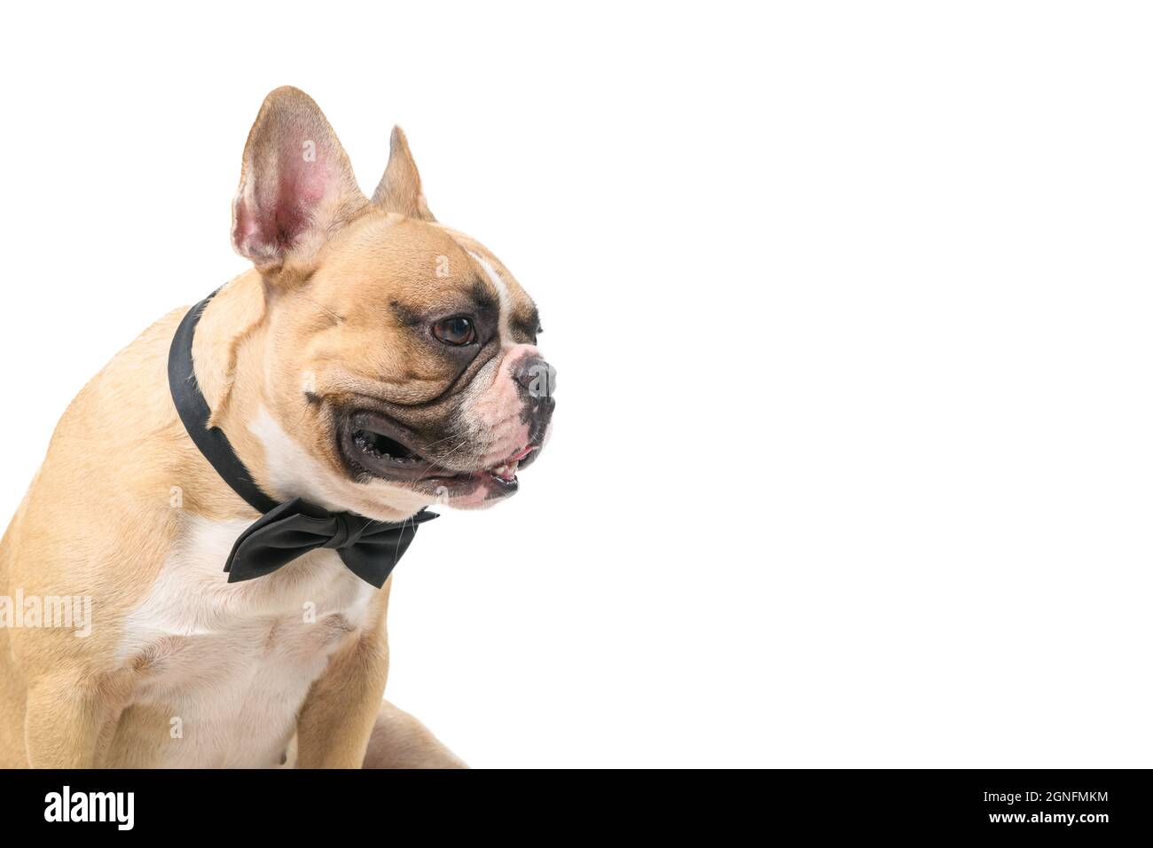 side view of cute french bulldog wear black bow tie isolated on white background, pet and animal concept Stock Photo