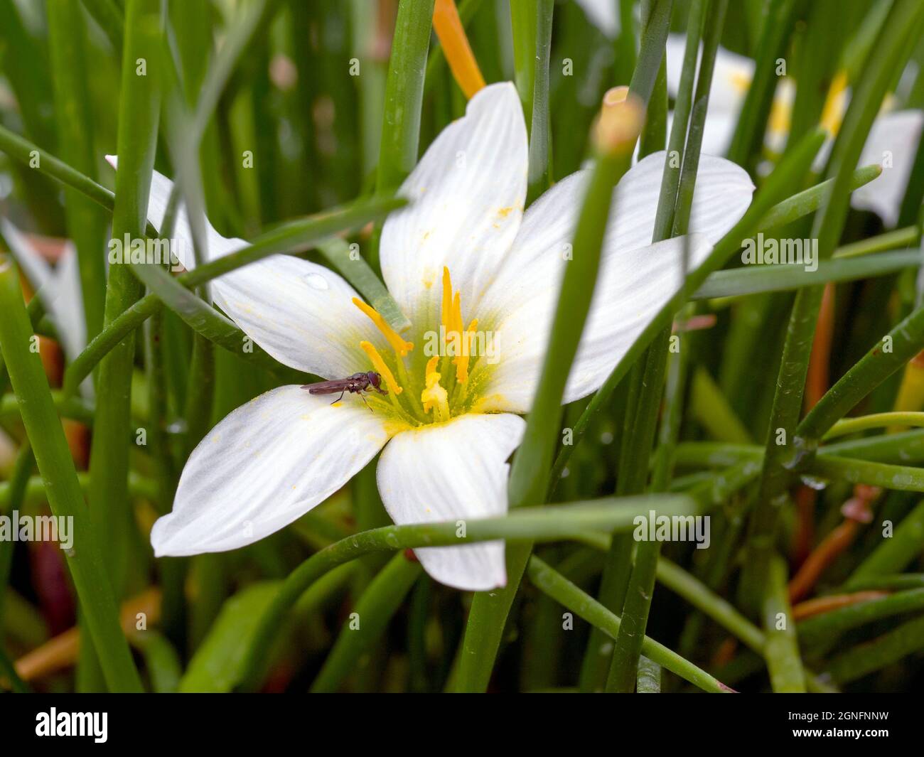 Pretty white autumn zephyrlily, Zepharanthes candida Stock Photo