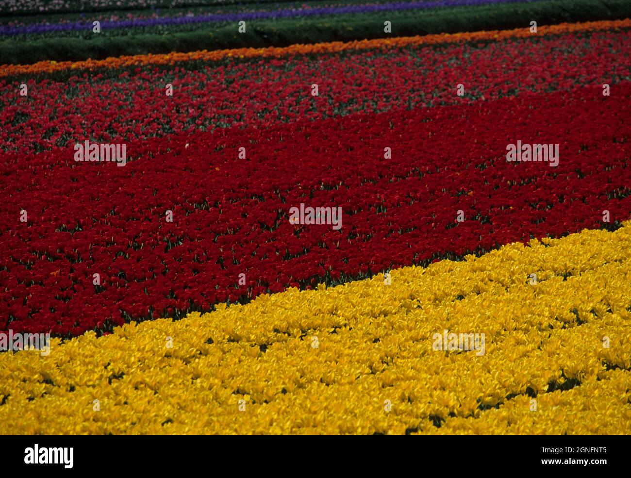 HOLLAND, NETHERLANDS, NOORD HOLLAND AND ZUID HOLLAND REGION, TULIPFIELDS OR BULBFIELDS Stock Photo