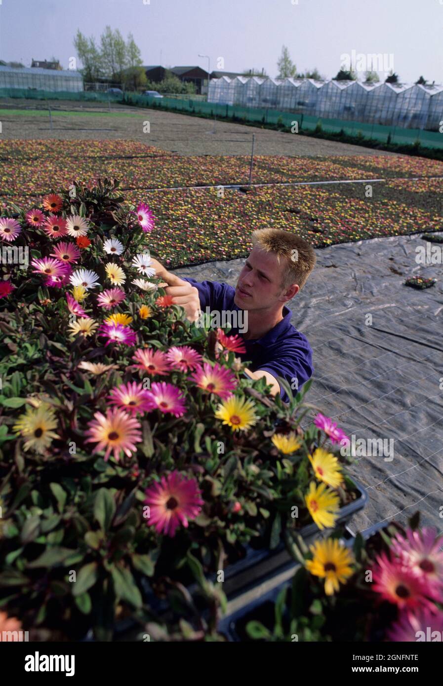 HOLLAND, NETHERLANDS, ZUID HOLLAND REGION, TOWN OF WESTLAND, GROWING FLOWERS Stock Photo