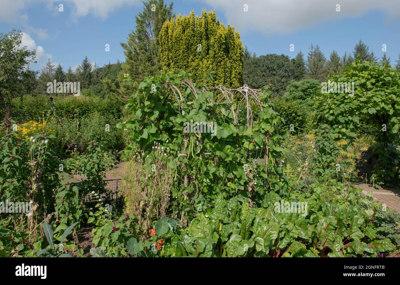 Summer Landscape of Home Grown Organic Vegetables and Flowering Plants with a Hazel Stick Wigwam Growing in a Potager or Kitchen Garden at Rosemoor Stock Photo