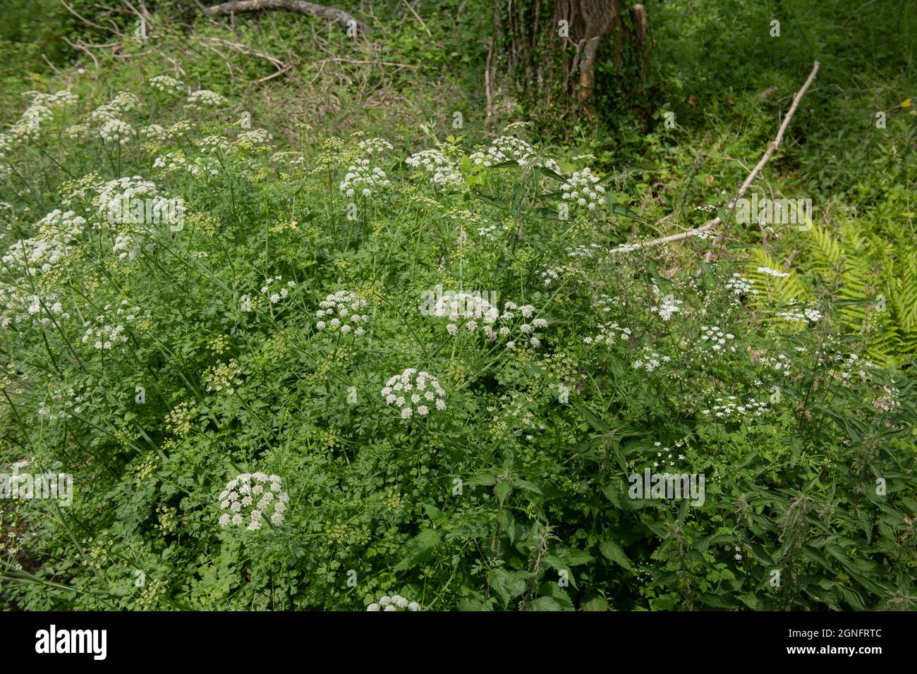 Summer Flowering Umbels of White Flowers on a Scented Perennial Sweet Cicely Wildflower Plant (Myrrhis Odorata) Growing in Woodland in Rural Devon Stock Photo