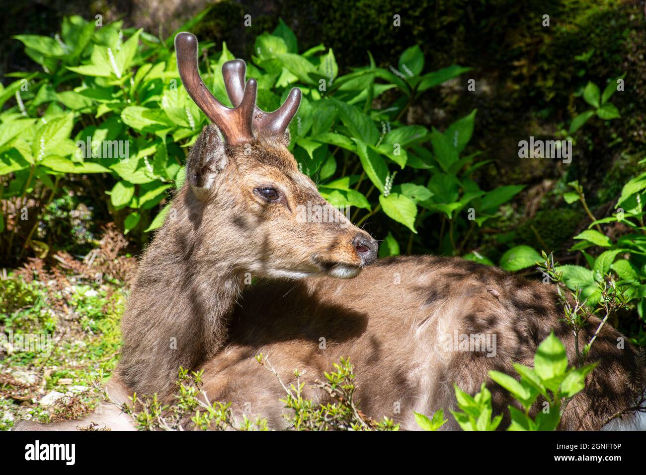 A Yakushima deer, its antlers in velevt, rests in a sunny glade, Yakushima Island, Osumi islands, Japan Stock Photo