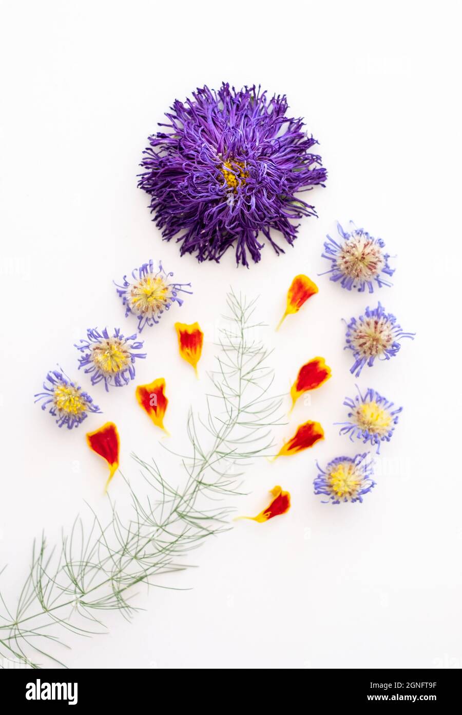 Dried purple aster flowers, marigold petals and asparaus leaf, laid out