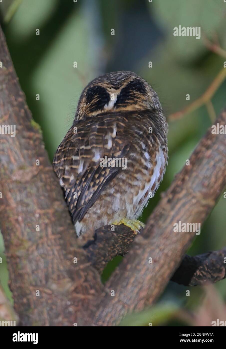Collared Owlet (Glaucidium brodiei brodiei) adult perched in tree showing false eye markings on back of head Eaglesnest Wildlife Sanctuary, Arunachal Stock Photo