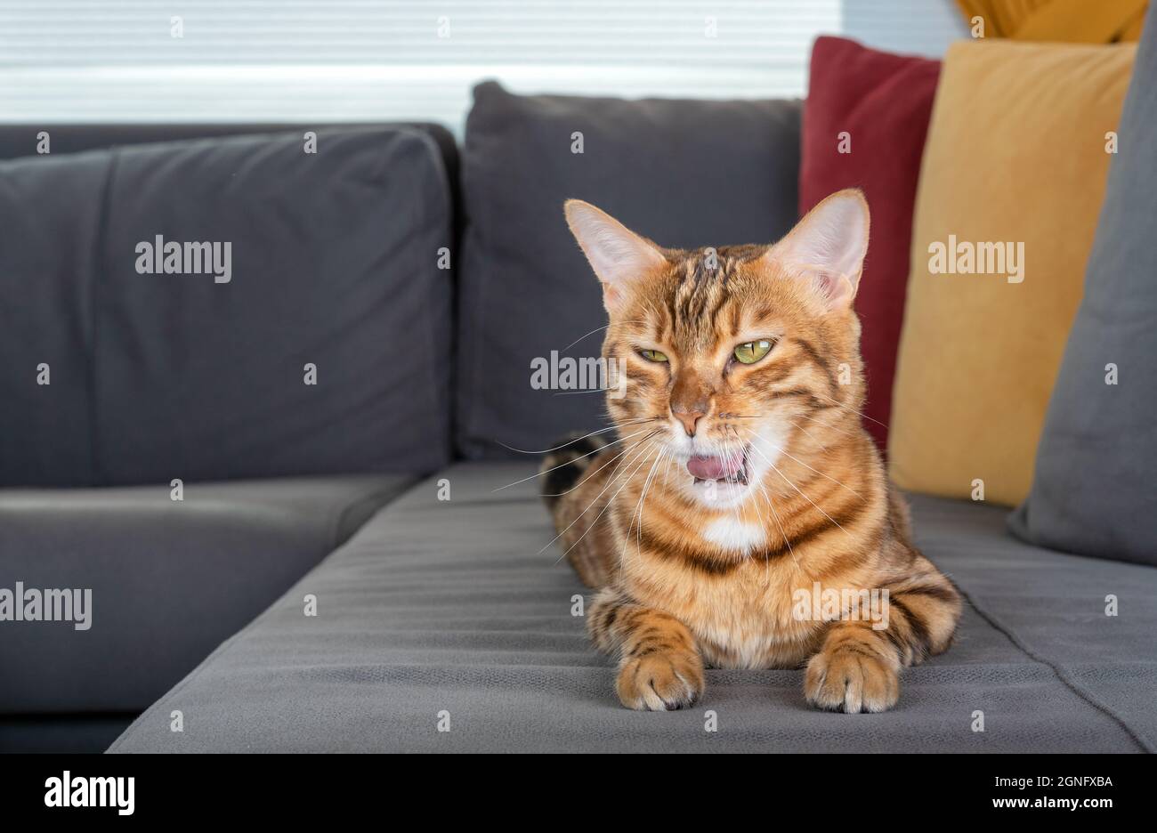 Cat lying down the sofa at home hi-res stock photography and images - Alamy