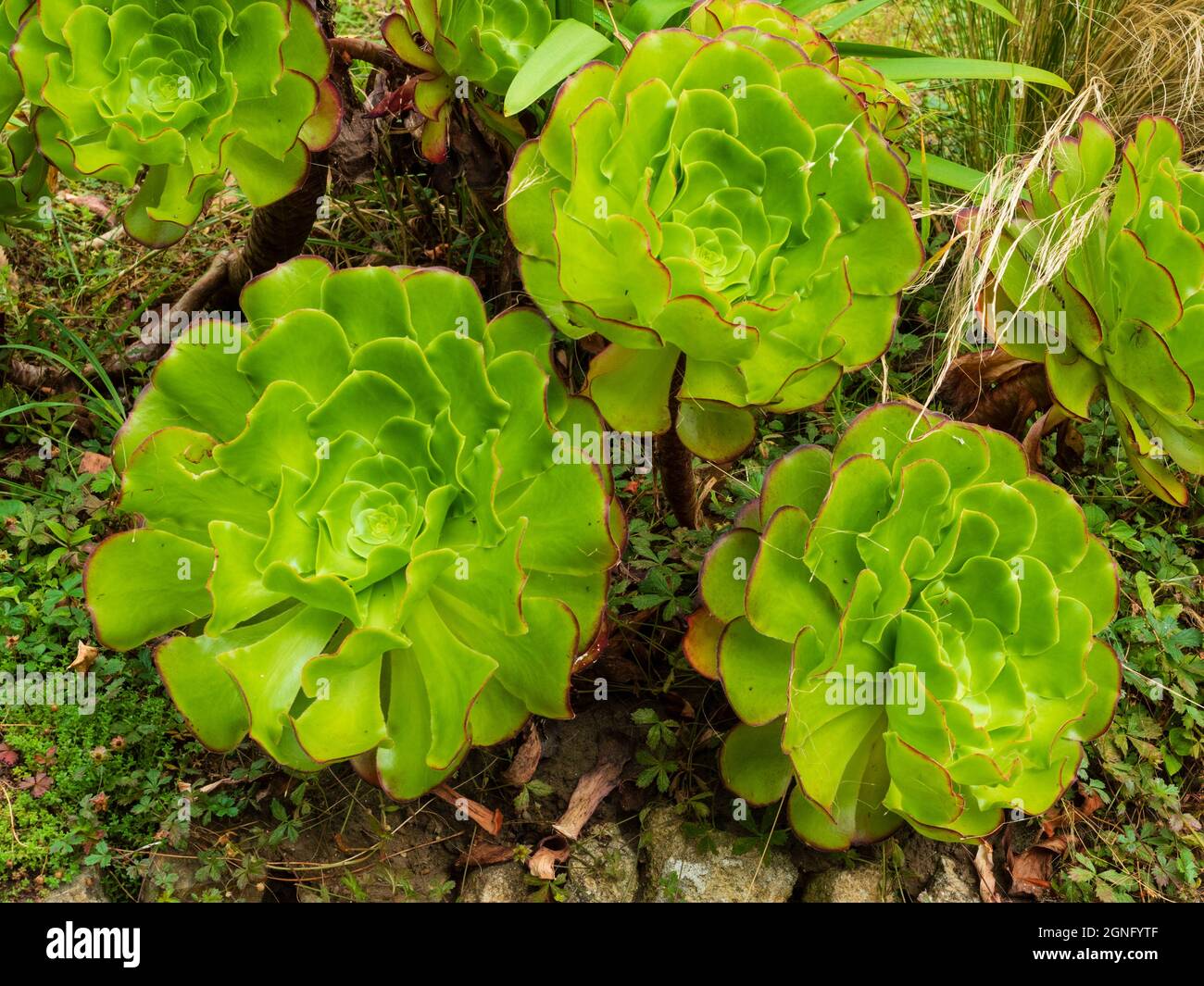Fleshy leaved rosettes of the branching, half hardy Canary Islands native succulent, Aeonium undulatum Stock Photo