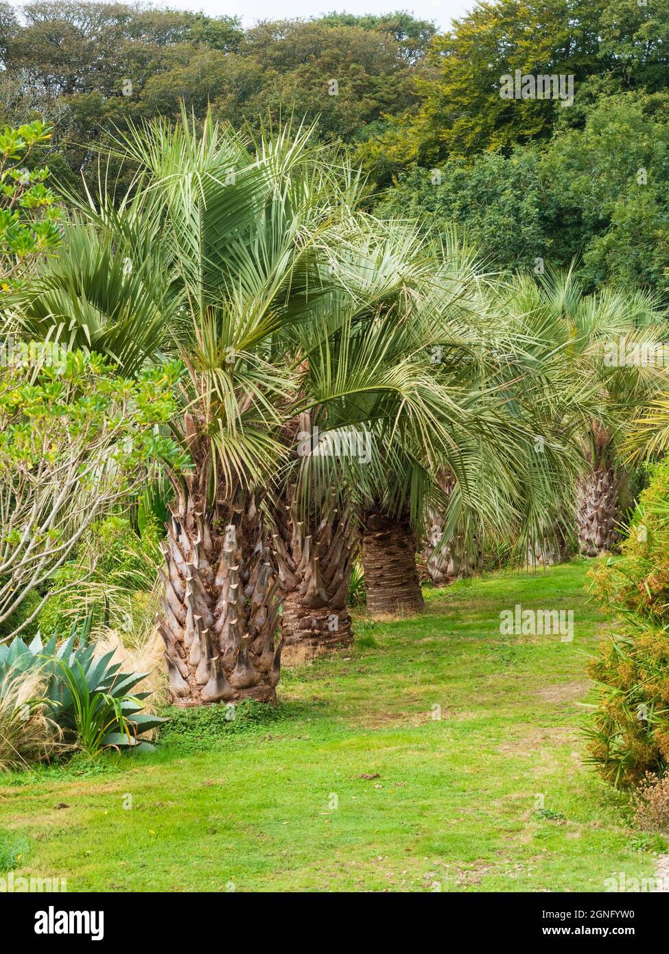 Butia Capitata Tree High Resolution Stock Photography and Images - Alamy