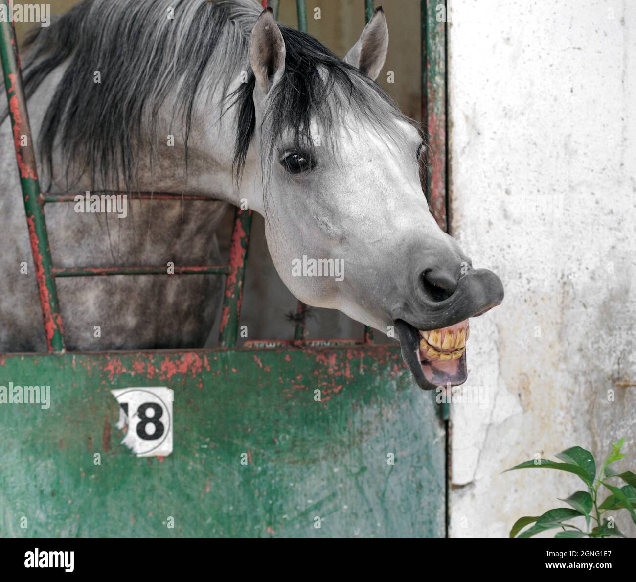 Morocco Meknes National Stud Nasl Horse Race Of The Arab Beard In His Box Stock Photo Alamy