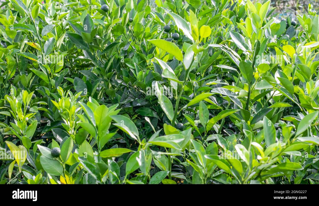 A bunch of grafted young orange trees growing in the nursery close up