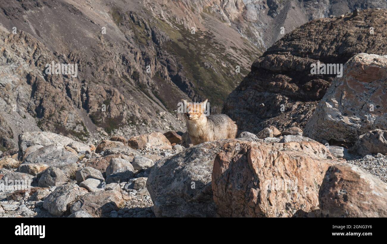 Scenic view of a fox sitting on the rocks on a sunny day Stock Photo ...