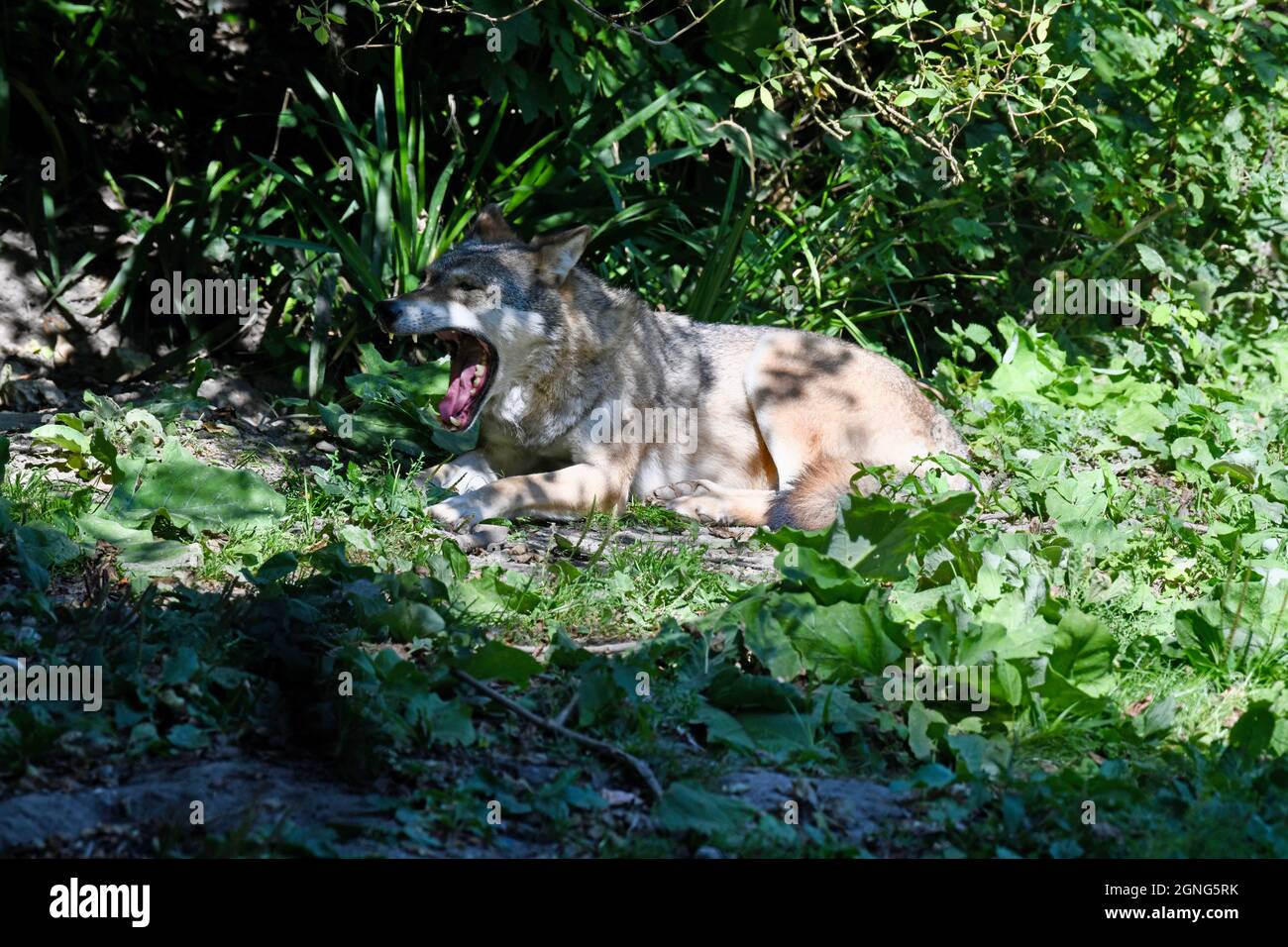 European Grey Wolf resting in the shade at Port Lympne Animal Reserve ...