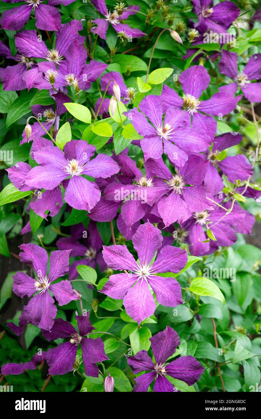 The clematis liana in the garden is all covered with purple flowers. Stock Photo