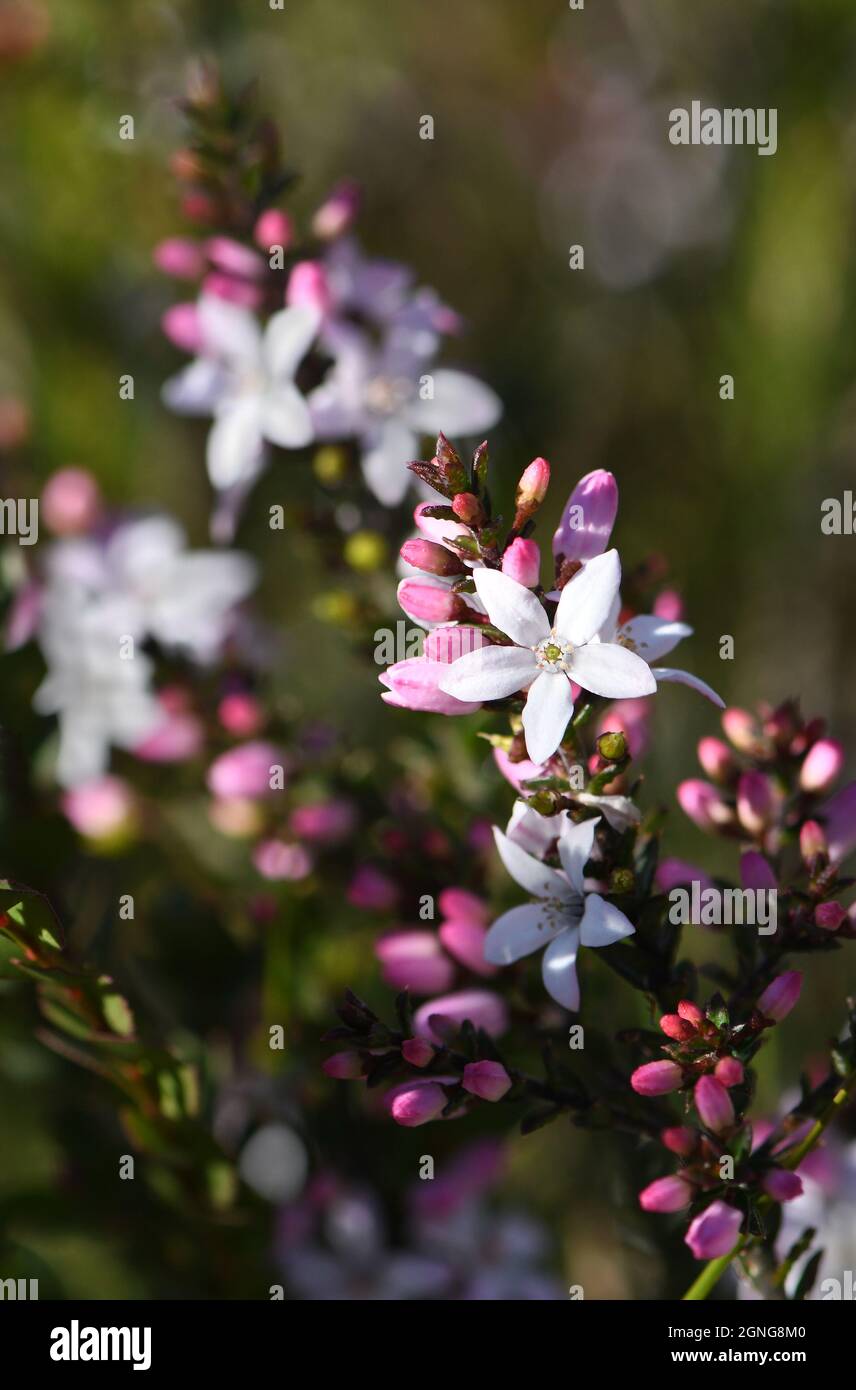 White flowers and pink buds of the Australian native Box Leaf Waxflower, Philotheca buxifolia, family Rutaceae, growing wild in heath in Sydney, NSW. Stock Photo