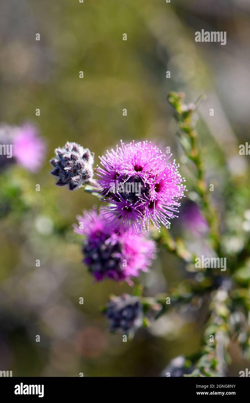 Closeup of pinkish purple flowers of the Australian native myrtle