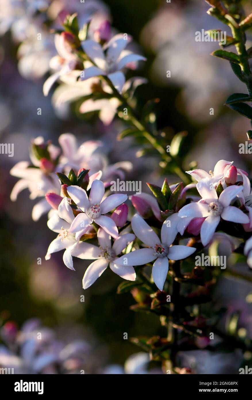 White flowers and pink buds of the Australian native Box Leaf Waxflower, Philotheca buxifolia, family Rutaceae, growing wild in heath in Sydney, NSW. Stock Photo