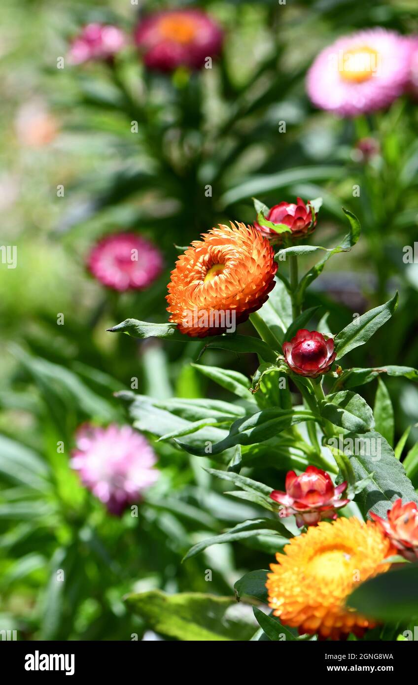 Australian spring garden with colorful native Everlasting Daisies, Xerochrysum bracteatum, family Asteraceae. Endemic to all states and territories Stock Photo