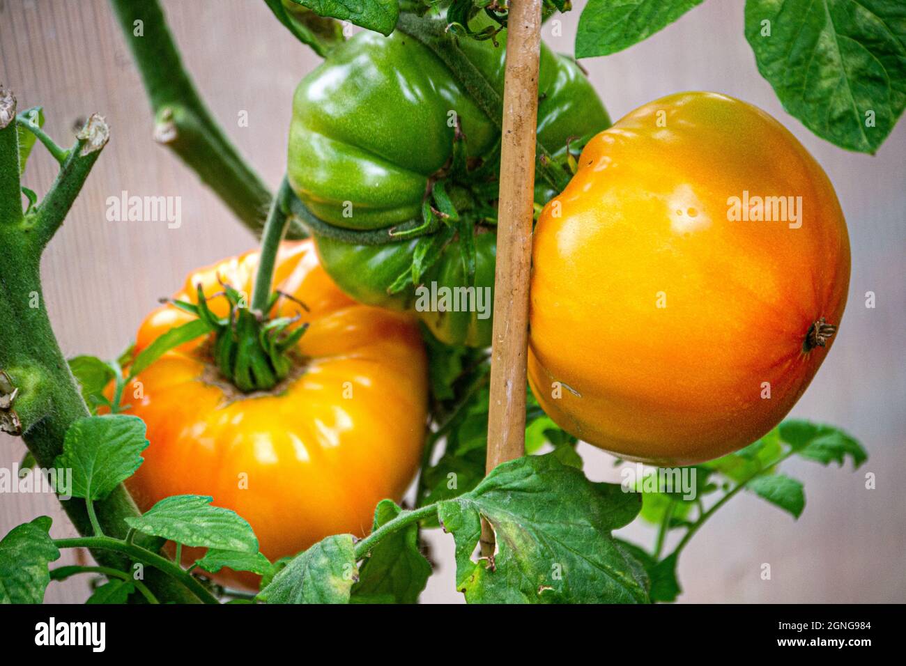 Ripe orange tomatoes on branches in a greenhouse. Last harvest in autumn. Stock Photo
