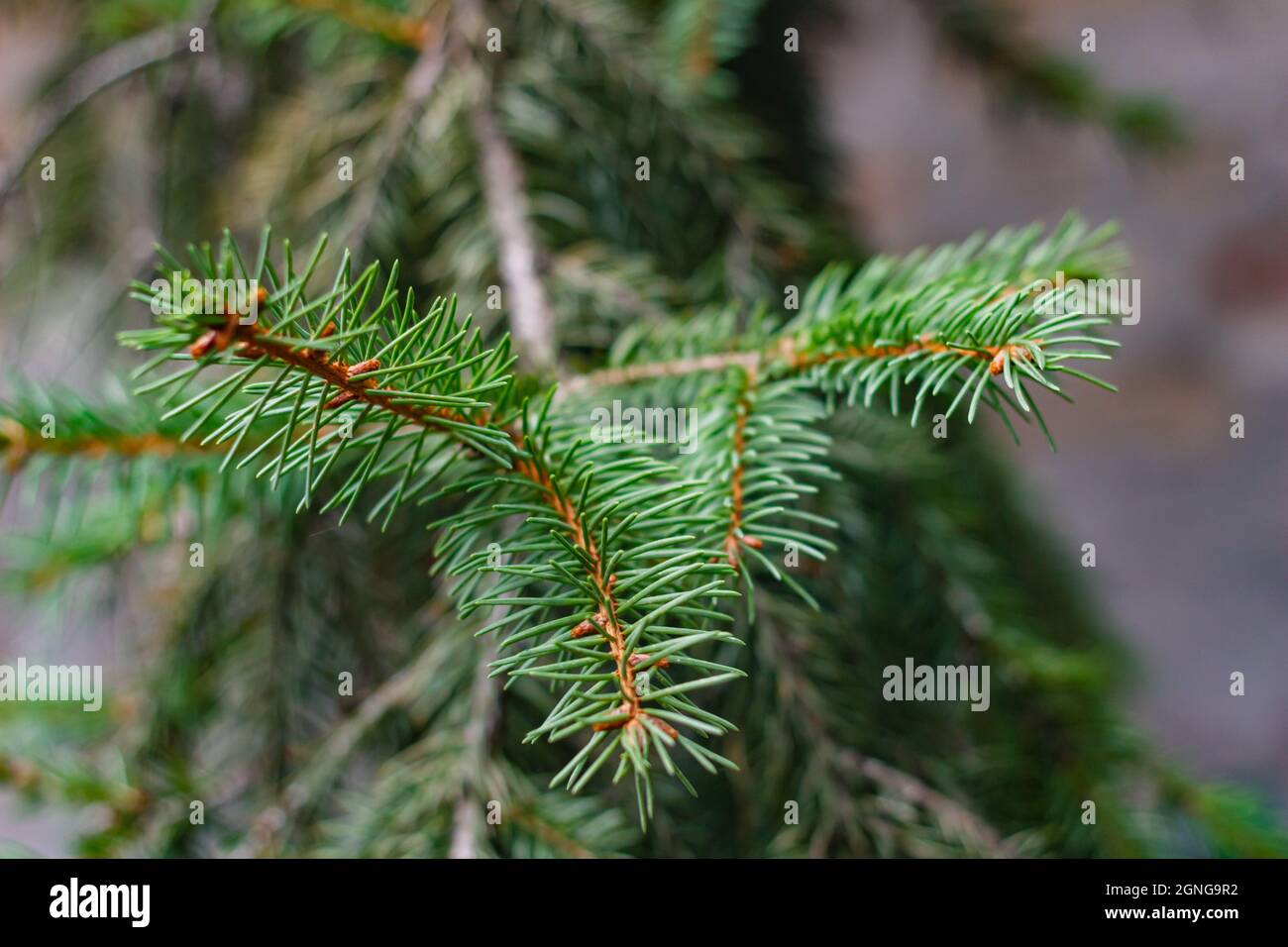 Low-angle shot of pine tree branch with needles Stock Photo - Alamy