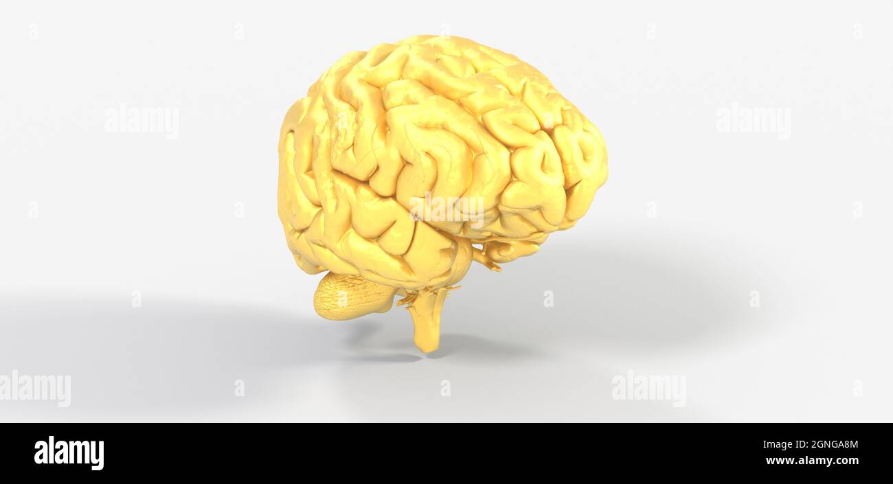 3d illustration of a human brain isolated on a white background ...
