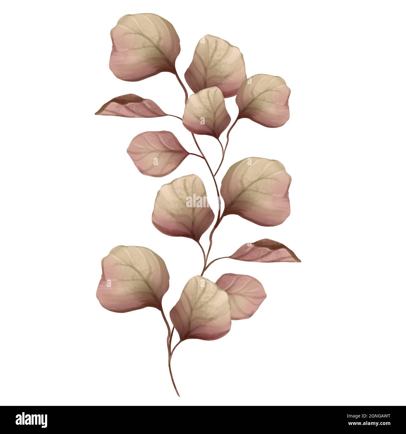 Autumn branch of leaves, isolated on white background Stock Photo - Alamy