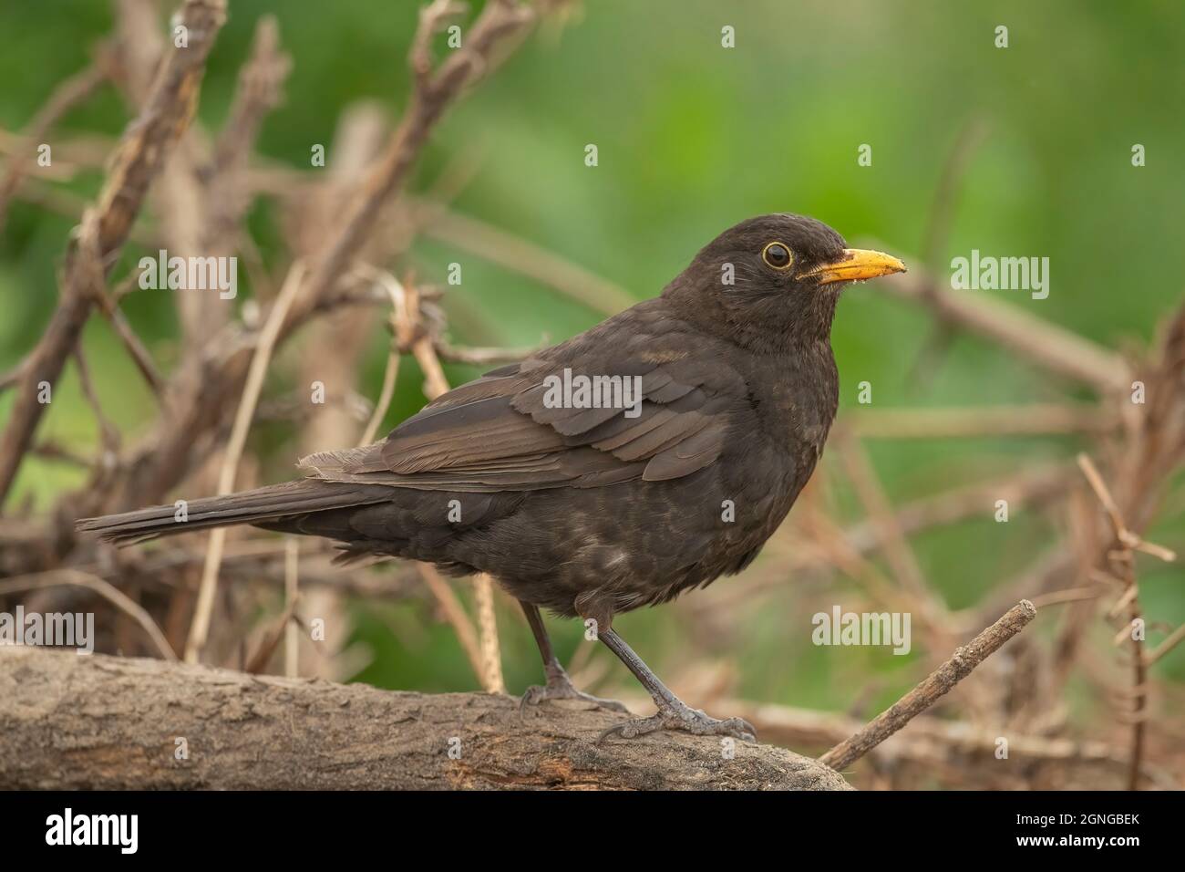 Blackbird male juvenile perched on a branch in a forest, close up in Scotland in the summertime Stock Photo