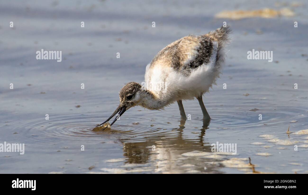 Avocet Chick, Recurvirostra avosetta, With A Shrimp In Its Beak Feeding In The Shallows, UK Stock Photo