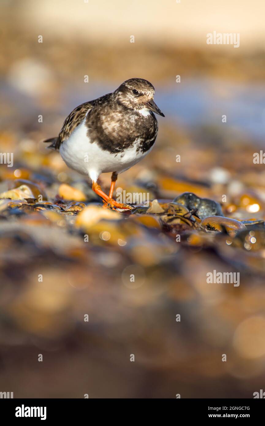 Turnstone, Arenaria interpres, Walking On A Shingle Beach UK Stock Photo