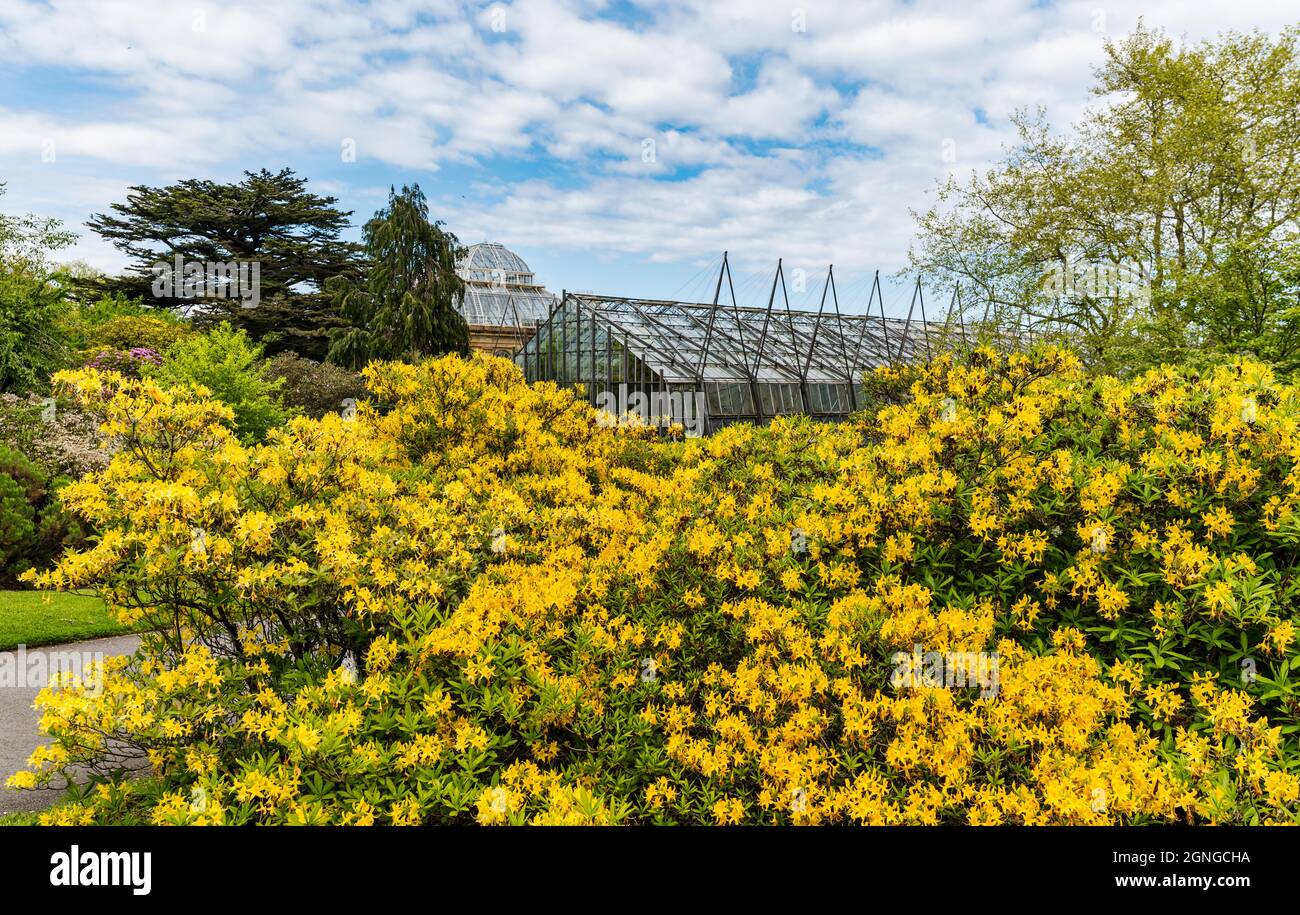 Yellow flowering rhododendron or azalea bush with view of glasshouses, Royal Botanic Garden, Edinburgh, Scotland, UK Stock Photo