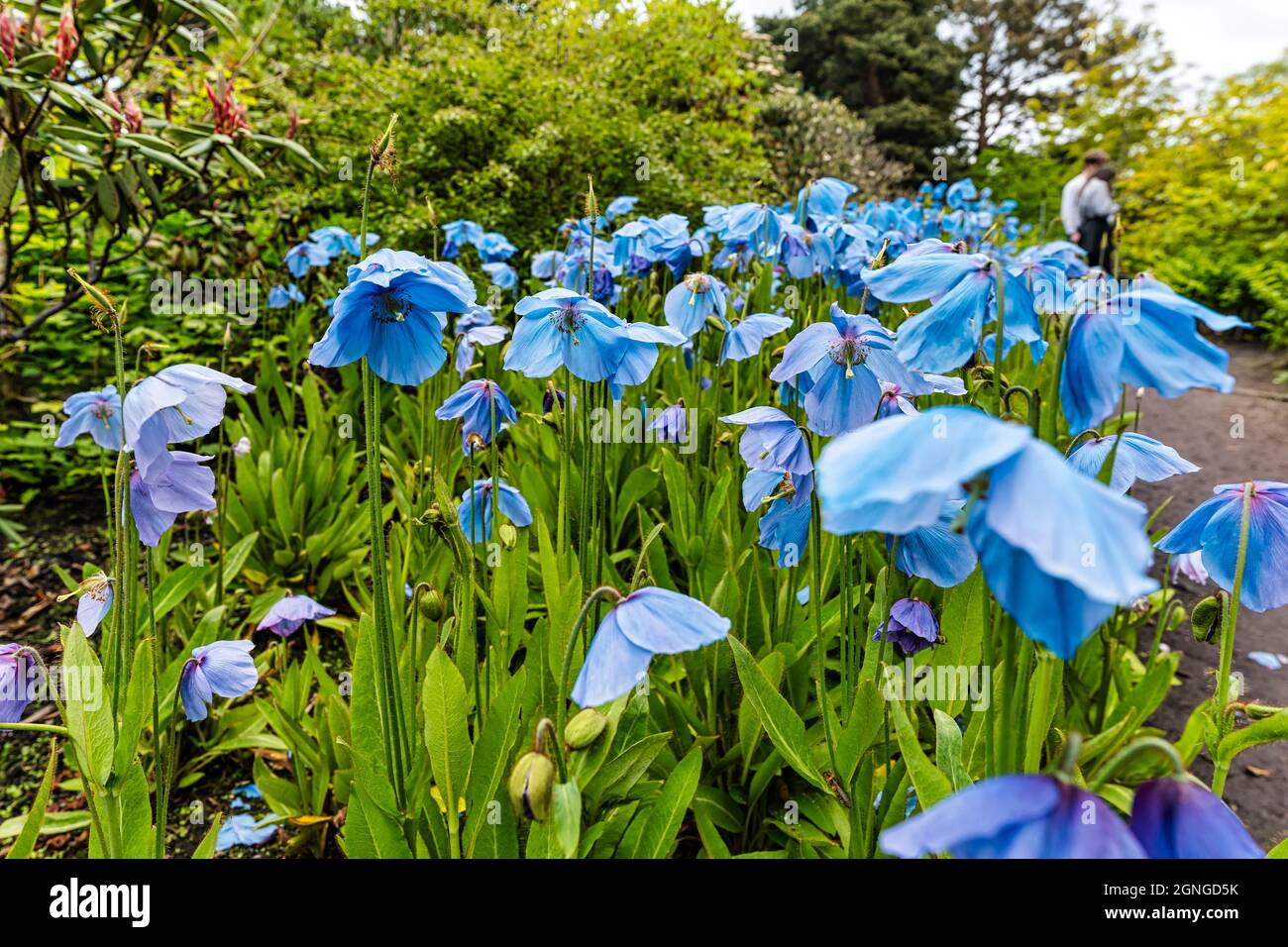 Himalayan blue poppies (Meconopsis baileyi or Meconopsis betonicifolia) in flowerbed, Scotland, UK Stock Photo