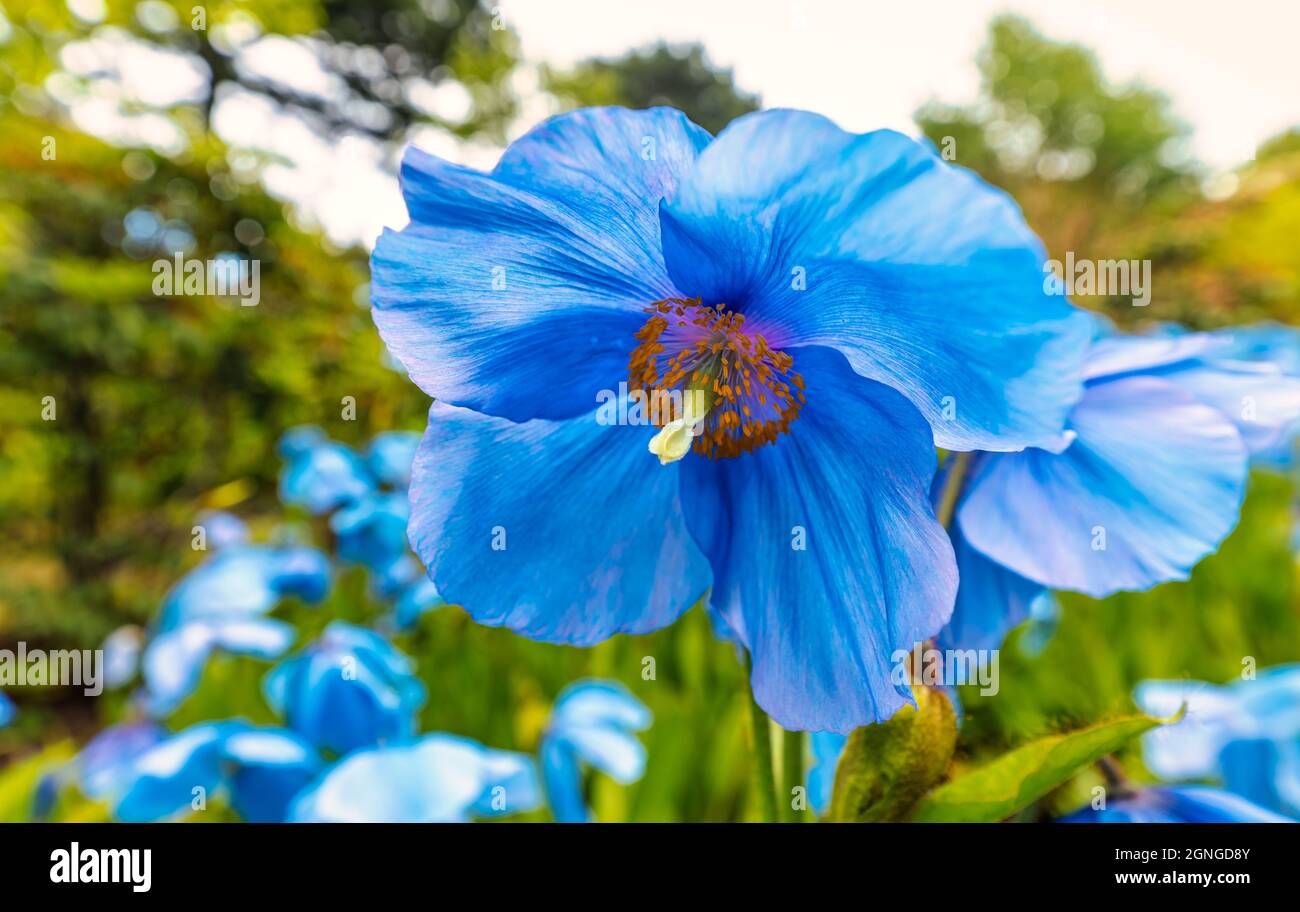 Close up of Himalayan blue poppy (Meconopsis baileyi or Meconopsis betonicifolia) in flowerbed of poppies Stock Photo