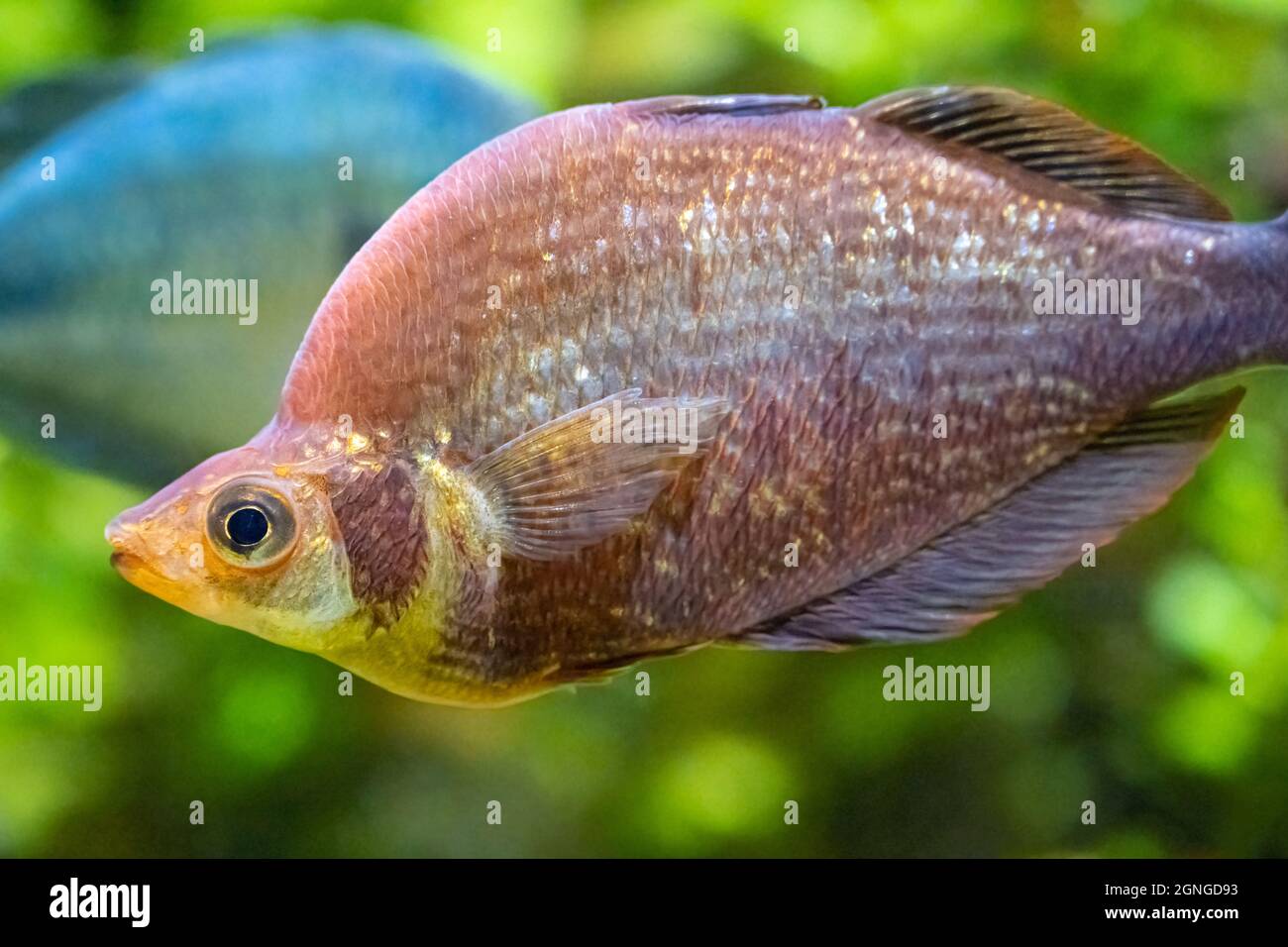 Red Rainbowfish (Glossolepis incises), a species of tropical freshwater fish in the Melanotaeniidae family, at the Georgia Aquarium in Atlanta. (USA Stock Photo